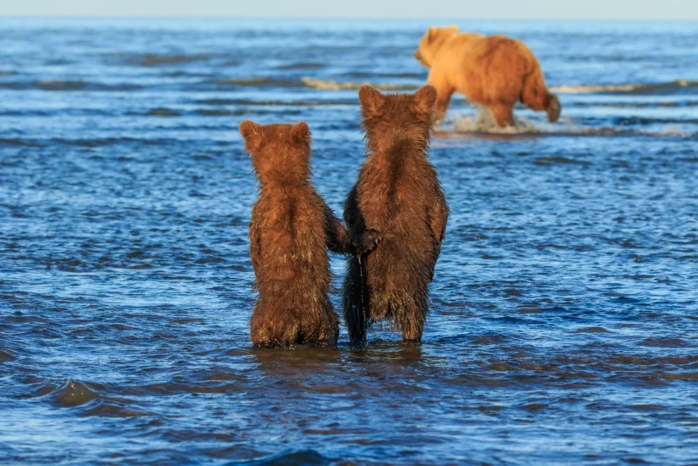 Simply Some Photos: Bears