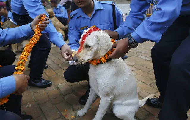 A police officer sprinkles colored powder onto a police dog at Nepal's Central Police Dog Training School during a dog worship day as part of the Diwali festival, also known as Tihar Festival, in Kathmandu, Nepal, 10 November 2015. (Photo by Narendra Shrestha/EPA)