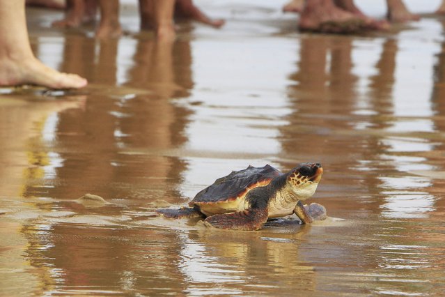 A Loggerhead sea turtles is seen being released at La Marina Beach in Elche, Spain, 07 October 2025. Thirty-six loggerhead sea turtles were released into the sea, all of which were part of a nesting event in 2024 of turtles bred in captivity at the Oceanografic Aquarium in Valencia. (Photo by Morell/EPA)