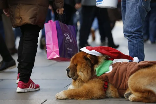 Shoppers pass “Shrek”, a Chow Chow dog raising money for the RSPCA (Royal Society for the Prevention of Cruelty to Animals), on Oxford street during the final weekend of shopping before Christmas in London December 20, 2014. (Photo by Luke MacGregor/Reuters)