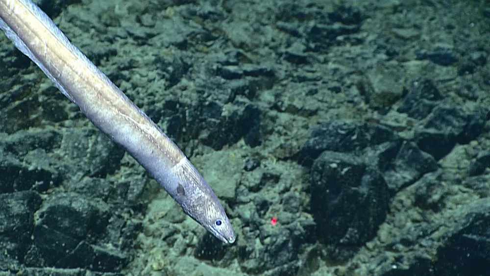 Deepwater Exploration of the Marianas Trench