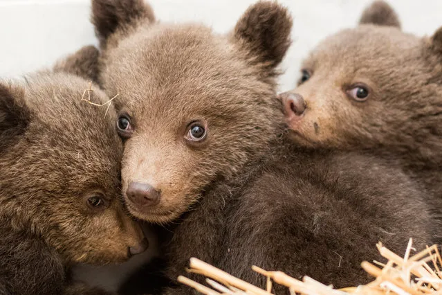 A picture shows three bear cubs who were found by the Bulgarian authorities in the wild and rescued at the Dancing Bears Park near Belitsa, Bulgaria, April 22, 2018. The cubs, who are about 3 months old, will be relocated in the next days to a bear orphan station in Greece. (Photo by Hristo Vladev/Reuters/Four Paws)