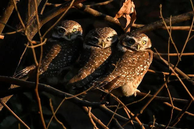 Spotted owlets are seen on a tree branch in Kathmandu on December 17, 2020. (Photo by Prakash Mathema/AFP Photo)