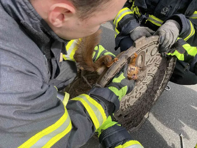 Firefighters freed a squirrel that was stuck in a manhole cover in Dortmund, Germany, Monday, April 10, 2023. The Dortmund fire department said it was alerted to a distressed squirrel by a pedestrian Monday afternoon, after she spotted its head peering out of a hole in the road. (Photo by Feuerwehr Dortmund via AP Photo)