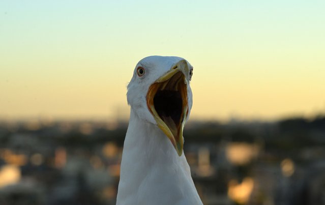 A seagull is pictured at sunset on the terrace of Castel Sant'Angelo in Rome on November 5, 2025. (Photo by Tiziana Fabi/AFP Photo)