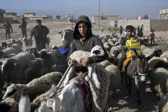 A boy holds a lamb in his arms as he and his family try to find safety from fighting between the Iraqi forces and Islamic State militants in Gogjali, on the eastern edges of Mosul, Iraq, Sunday, November 6, 2016. Iraq's special forces worked Sunday to fully clear neighborhoods on Mosul's eastern edge of Islamic State militants as IS claimed bombings killed at least 20 people elsewhere around the country. (Photo by Marko Drobnjakovic/AP Photo)