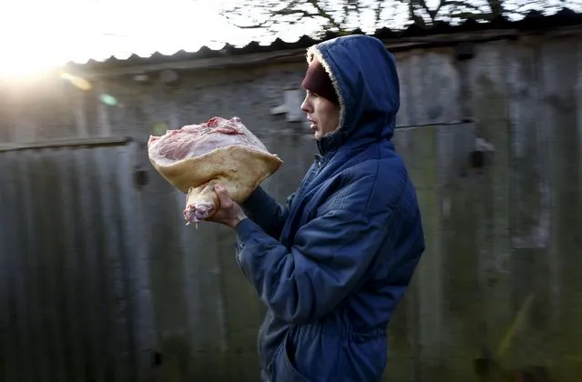 A Belarusian man carries a pig's meat after it was slaughtered in the village of Azerany, Belarus, December 12, 2015. (Photo by Vasily Fedosenko/Reuters)