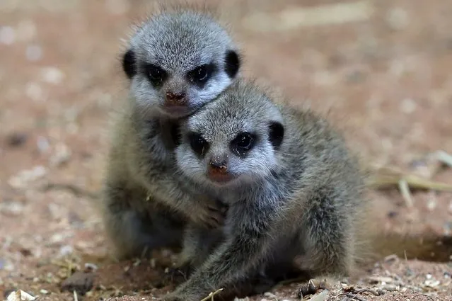 Two of the three recently arrived baby meerkats, play together in their enclosure at Bristol Zoo Gardens, on July 25, 2013. (Photo by Matt Cardy/Getty Images)