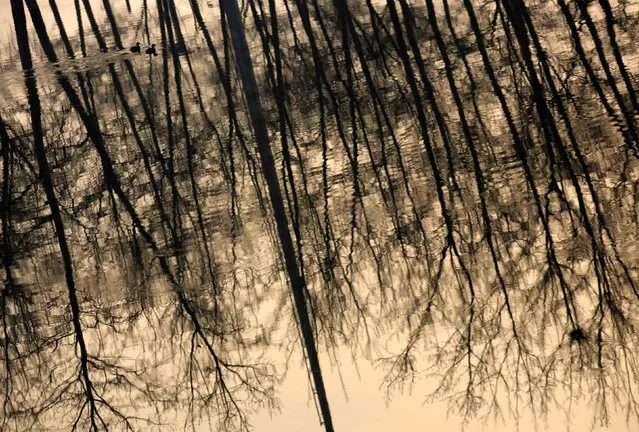 Waterbirds swim in a canal bearing the reflection of trees in Beijing January 13, 2015. (Photo by Kim Kyung-Hoon/Reuters)