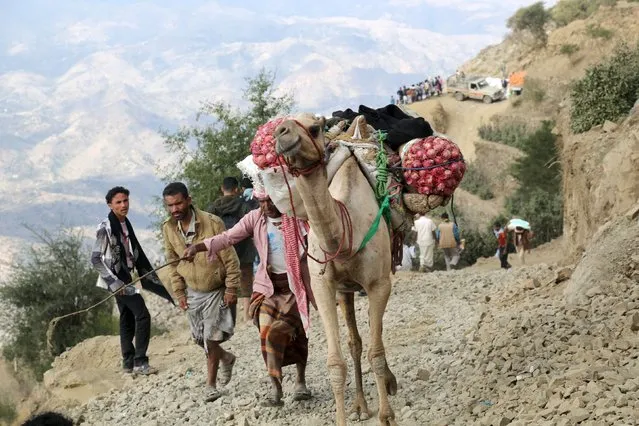 A man uses a camel to transport foodstuff and goods on a mountainous road to Yemen's southwestern war-torn city of Taiz December 26, 2015. (Photo by Reuters/Stringer)