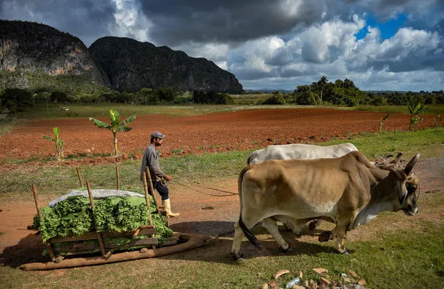 A farmer takes tobacco leaves to a drying barn at a tobacco plantation in Vinales, Cuba, on January 29, 2021. Cuban farmers cultivate with special care the leaves of the world-famous Havana cigars, one of whose leading brands, Cohiba, celebrates its 55th anniversary this year. Cuban tobacco authorities reported the cancellation of the select XXIII Habano Festival, scheduled for February 2021, due to the Covid-19 pandemic. (Photo by  Yamil Lage/AFP Photo)