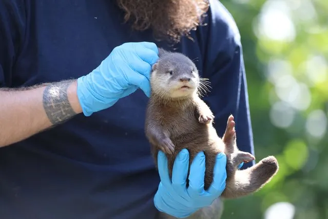 Otter pups born at Edinburgh Zoo in Scotland receive first health check on July 25, 2023. (Photo by Royal Zoological Society of Scotland)