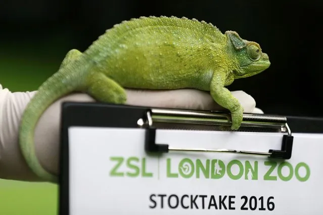 Keeper Luke Harding poses with a Jackson's chameleon during the stock take at London Zoo in London, Britain January 4, 2016. (Photo by Stefan Wermuth/Reuters)