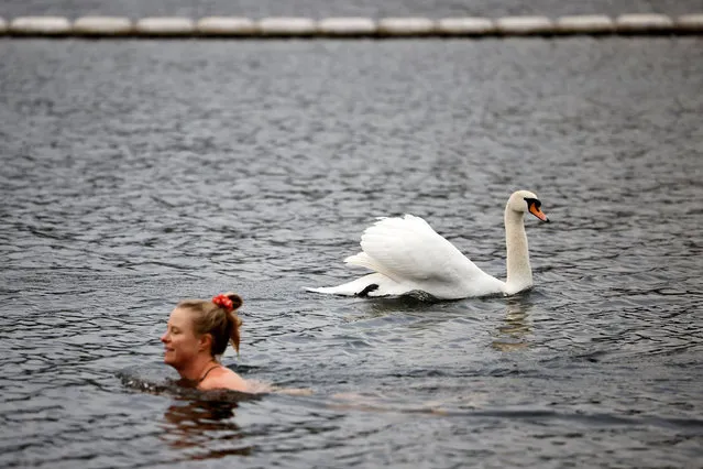 A bather swims past a swan in the Serpentine Lido in Hyde Park, London as England's third Covid-19 lockdown restrictions ease, allowing outdoor sports facilities to open on March 29, 2021. England began to further ease its coronavirus lockdown on Monday, spurred by rapid vaccinations, but governments in the rest of Europe struggled to contain Covid-19 surges. (Photo by Tolga Akmen/AFP Photo)