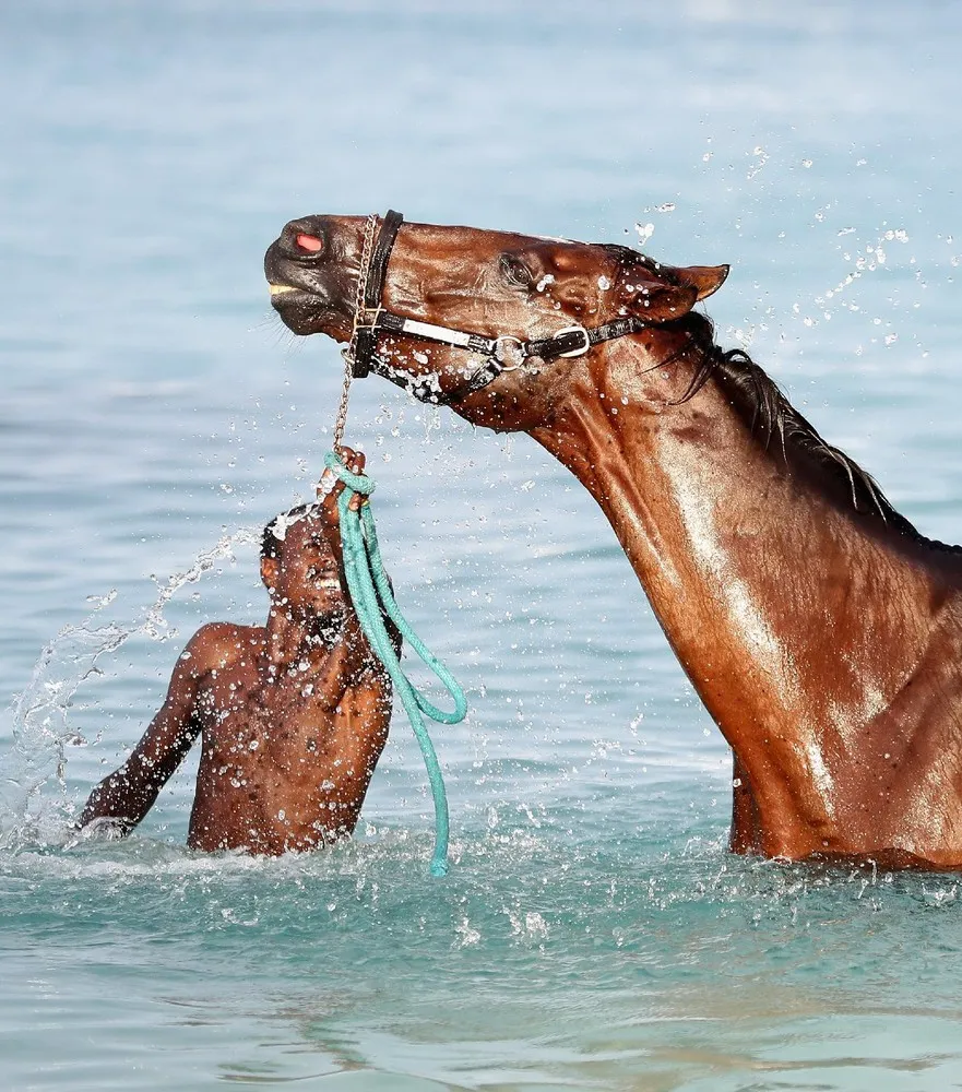 Swimming with Horses