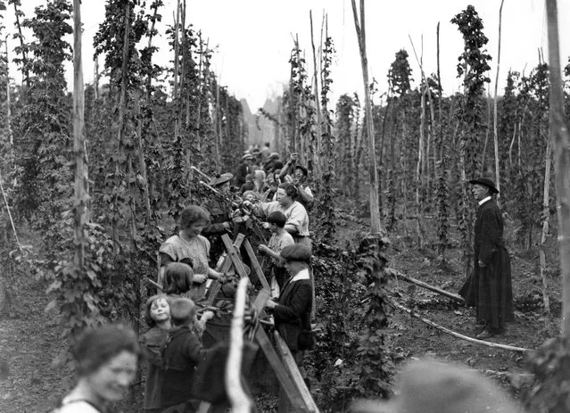  A group of people pick hops at Paddocks Wood in Kent watched over by a Reverend gentleman, 1921. (Photo by Central Press/Getty Images)