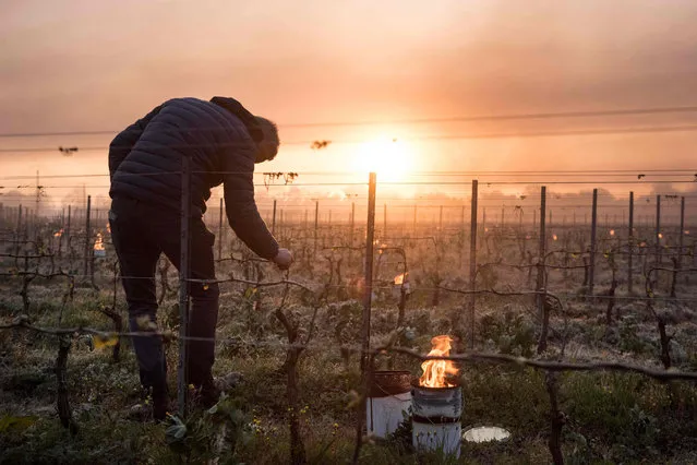 A man checks vine buds during the burning of anti-frost candles in the Luneau-Papin wine vineyard in Le Landreau, near Nantes, western France, on April 12, 2021, as temperatures fall below zero degrees celsius. (Photo by  Sebastien Salom-Gomis/AFP Photo)