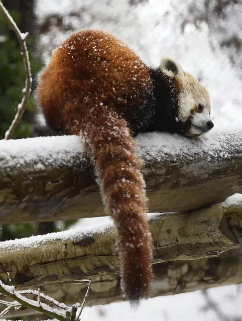 A red panda cub rests on a snowy perch in an outdoor habitat at the Knoxville Zoo, Wednesday, February 18, 2015, in Knoxville, Tenn. Most of east Tennessee is under winter weather advisories and wind chill warnings that could last throughout the week. (Photo by Amy Smotherman Burgess/AP Photo/Knoxville News Sentinel)