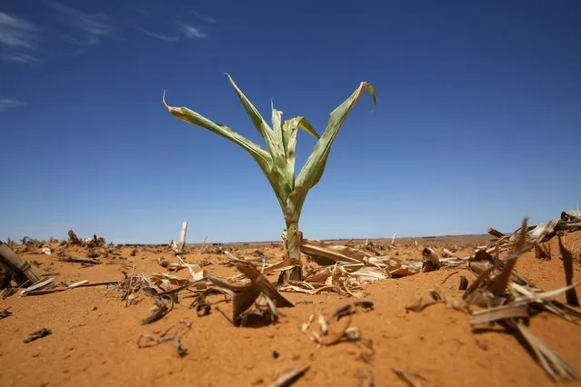 A maize plant is seen among other dried maize at a field in Hoopstad, a maize-producing district in the Free State province, South Africa, January 13, 2016. South Africa suffered its driest year on record in 2015, the national weather service said on Thursday, as a drought that has threatened the vital maize crop and hit economic growth showed no sign of abating. (Photo by Siphiwe Sibeko/Reuters)