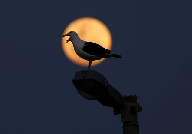 A seagull stands on a lamp post during a full moon known as the “Blue Moon” in Cape Town, South Africa on August 30, 2023. (Photo by Esa Alexander/Reuters)