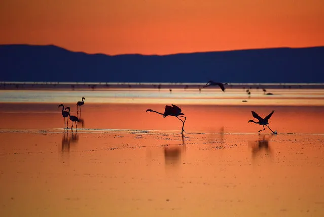 Flamingos take off from Lake Tuz during their incubation period in Aksaray, Turkey on August 15, 2018. (Photo by Murat Oner Tas/Anadolu Agency/Getty Images)