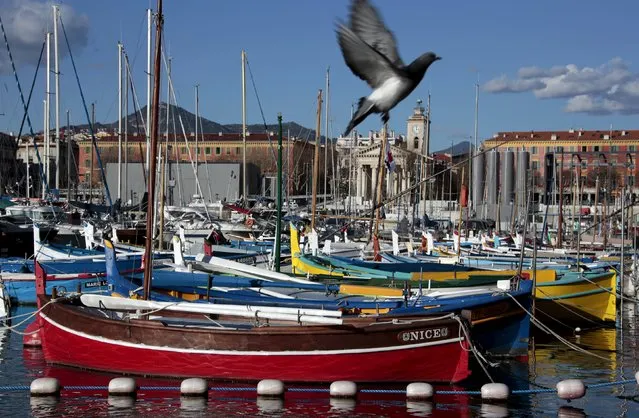 A pigeon flies above boats docked at the port on a sunny winter's day in Nice, France, January 17, 2016. (Photo by Eric Gaillard/Reuters)