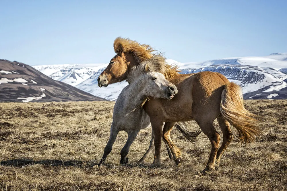 Iceland's Wild Horses
