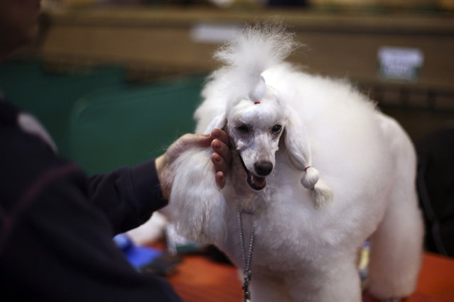 A Toy Poodle is groomed on the fourth and final day of Crufts dog show at the National Exhibition Centre on March 8, 2015 in Birmingham, England.  First held in 1891, Crufts is said to be the largest show of its kind in the world. The annual four-day event, features thousands of dogs, with competitors travelling from countries across the globe to take part and vie for the coveted title of 'Best in Show'. (Carl Court/Getty Images)