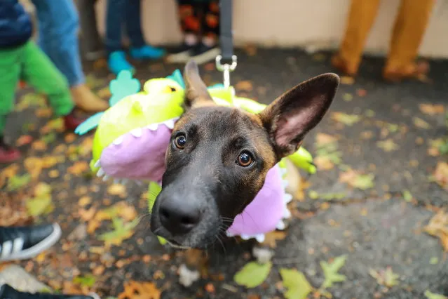 A dog in costume is seen during the 28th Annual Tompkins Square Halloween Dog Parade at East River Park Amphitheater in New York on October 28, 2018. (Photo by Gordon Donovan/Yahoo News)