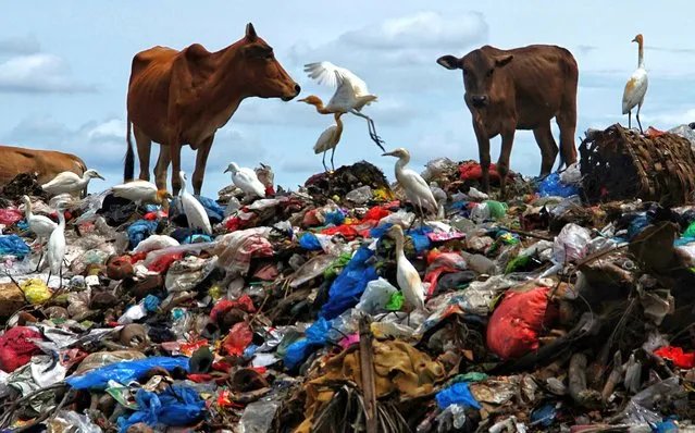 Cows and seagulls feed on trash collected after the Eid al-Fitr holidays, at the Alue Liem landfill in Lhokseumawe, Aceh on May 17, 2021. (Photo by Azwar Ipank/AFP Photo)