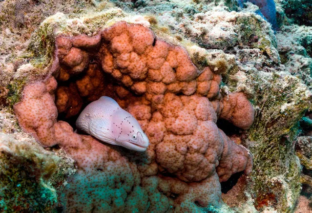 This picture taken on September 6, 2018 shows a white moray eel swimming through corals in the Egyptian Red Sea marine reserve of Ras Mohamed, off the southern tip of the Sinai peninsula. (Photo by Emily Irving-Swift/AFP Photo)