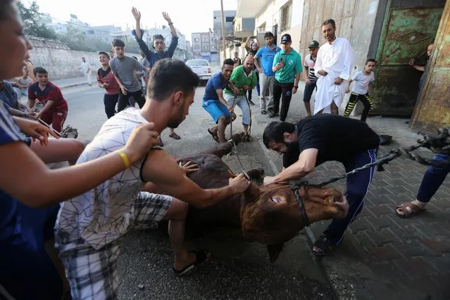 Palestinians slaughter a calf on the first day of the Muslim holiday of Eid al-Adha, in Khan Younis, in the southern Gaza Strip on July 20, 2021. (Photo by Ibraheem Abu Mustafa/Reuters)
