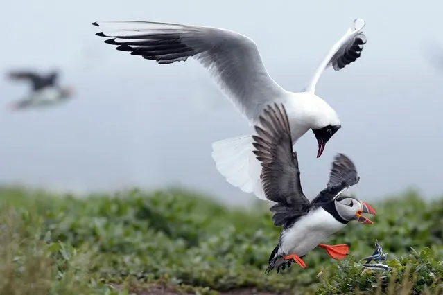A puffin drops the sand eels it was carrying as it is chased by a gull on the Farne Islands, on December 5, 2013. (Photo by Nigel Roddis/Reuters)