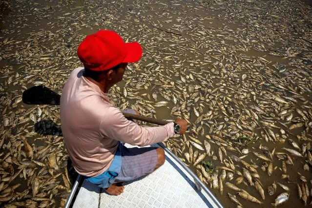 Boat pilot Paulo Monteiro da Cruz observes dead fish at Piranha lake, which has been affected by the drought of the Solimoes River, in Manacapuru, state of Amazonas, Brazil on September 27, 2023. (Photo by Bruno Kelly/Reuters)