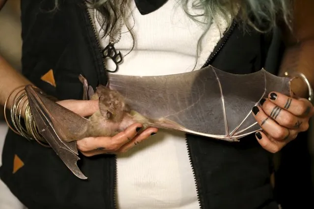 Israeli woman, Nora Lifschitz, 28, holds an injured Egyptian fruit bat at her home in Tel Aviv February 21, 2016. Lifschitz says that she began caring for injured fruit bats from her home two years ago and now has some 70 of the flying mammals which she plans to release back into nature once they are healthy. (Photo by Baz Ratner/Reuters)