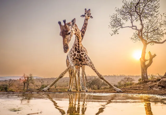 A giraffe appears almost to be doing the splits as it bends to drink at a watering hole on a reserve in Mkuze, South Africa in September 2023. (Photo by Peter Batty/Solent News)