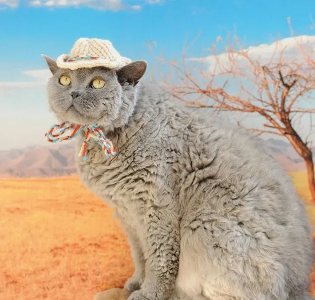This photo provided by Running Press and Quarto, Inc. shows Cowboy Hat from the book, “Cats in Hats”, published by Running Press. (Photo by Liz Coleman/Running Press/Quarto, Inc. via AP Photo)