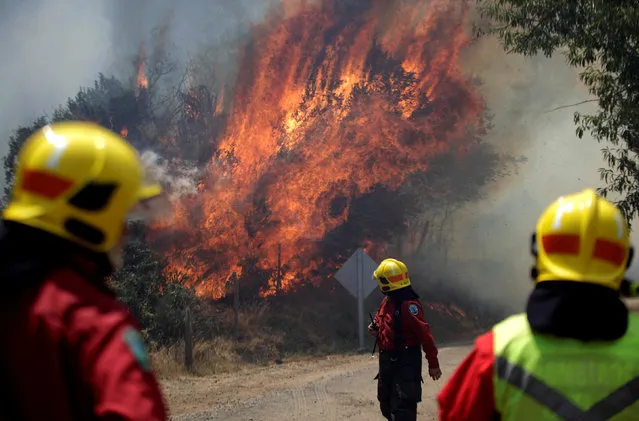 Firefighters are pictured during a forest fire in the town of Florida in the Biobio region, south of Chile January 23, 2017. (Photo by Cristobal Hernandez/Reuters)