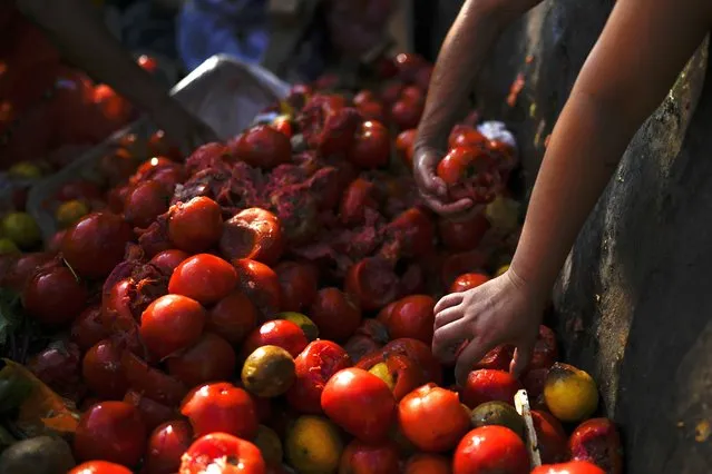 People chose from discarded tomatoes to take home, outside a market on the outskirts of Buenos Aires, Argentina, Wednesday, January 10, 2024. (Photo by Natacha Pisarenko/AP Photo)