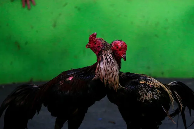 Cocks are seen during an event organised to celebrate the Lunar New Year and the year of the Rooster on the outskirts of Bangkok, Thailand January 29, 2017. (Photo by Jorge Silva/Reuters)