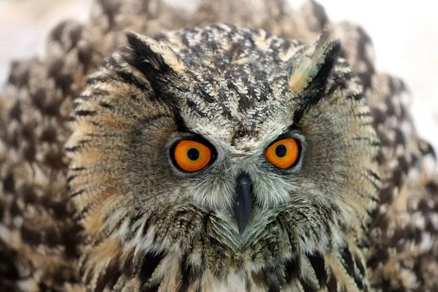 A view of an owl named Puhu, one of the wild animals found in exhausted state, due to lack of food or injured due to various reasons, by local people in Van, Turkiye on January 23, 2024. Puhu was taken Van Yuzuncu Yl University Wild Animal Conservation and Rehabilitation Center for treatment before being released into its natural habitat. (Photo by Yilmaz Kazandioglu/Anadolu via Getty Images)