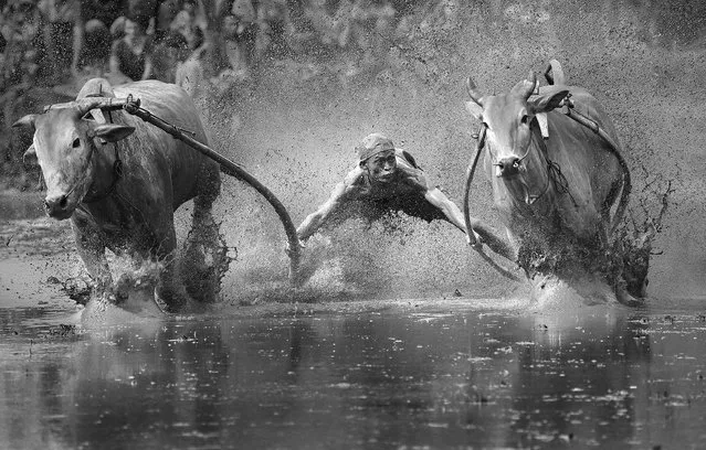 “Indonesia Padang City Tour cattle activity”. The series includes images of a cow race, taken in the city of Padang, Sumatra, Indonesia. (Photo by Yong Sheng Zheng/2014 Sony World Photography Awards)