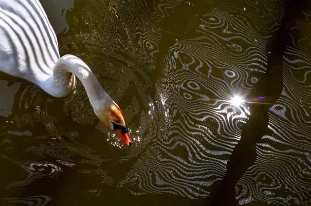 A swan swims on May 7, 2015 in Landsberg am Lech, Germany. (Photo by Karl-Josef Hildenbrand/AFP Photo/DPA)