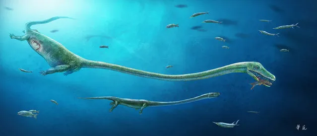 A fish-eating reptile called Dinocephalosaurus, which lived about 245 million years ago during the Triassic Period, is pictured in this artist's reconstruction handout image showing the rough position of the embryo within the mother. An unusually long-necked marine reptile gave birth to live young 245 million years ago – the only known member of the dinosaur, bird and croc family to not lay eggs, researchers said Tuesday. Archaeologists examining the fossil of a female Dinocephalosaurus from Yunnan Province, southwest China, were amazed to discover the remains of a baby among the bones where her abdomen would have been. Dinocephalosaurus was a member of the archosaur family, which includes extinct dinosaurs as well as today’s birds and crocodiles – all egg-layers. Live birth is usually associated with mammals, and egg-laying is considered the original, “primitive” state of animals. Dinocephalosaurus was a strange-looking ocean-dweller with a neck almost twice the length of its trunk – some 3-4 meters (10-13 feet) in total. It was a fish eater, snaking its long neck from side to side to catch prey. The baby Dinocephalosaurus, or what remained of it, was about a tenth of the mother’s size. The new study pushes fossil evidence for the reproductive biology of archosaurs back by 50 million years, to the Middle Triassic, said the study. (Photo by Dinghua Yang/Reuters)