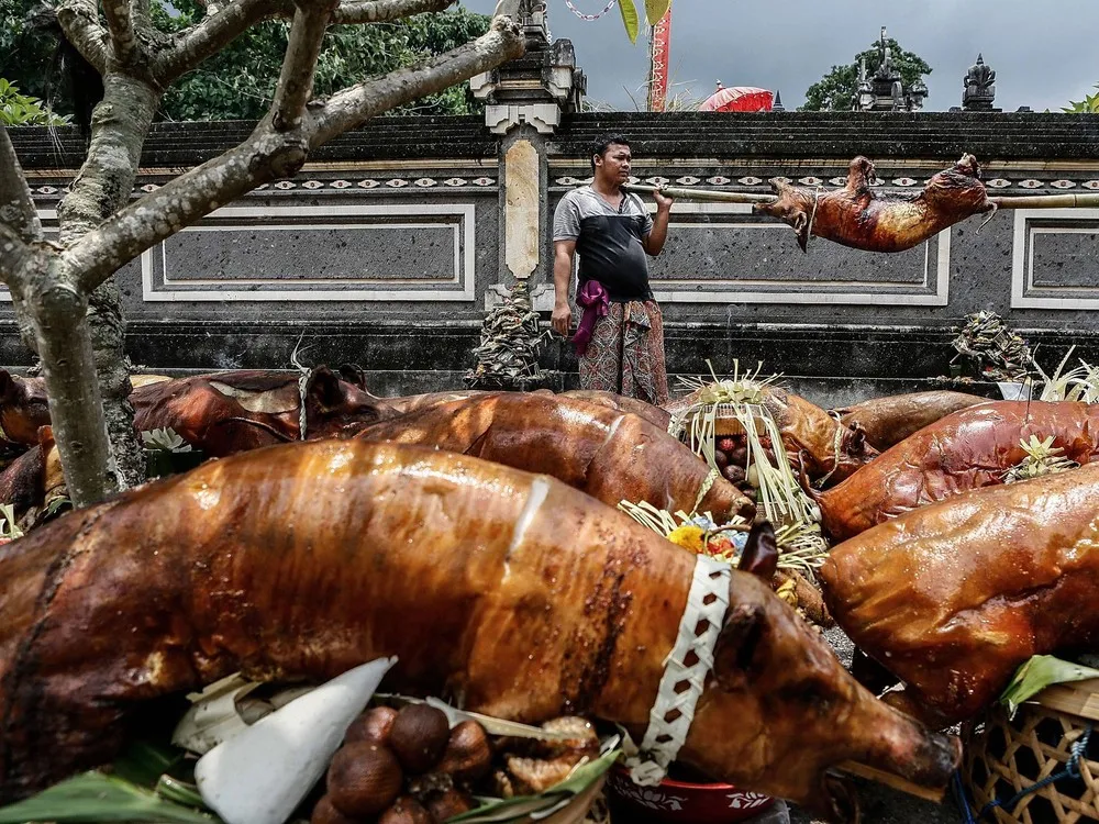 Timbrah Villages Offer Roasted Pigs to the Gods as Part of Usaba Dalem Ritual