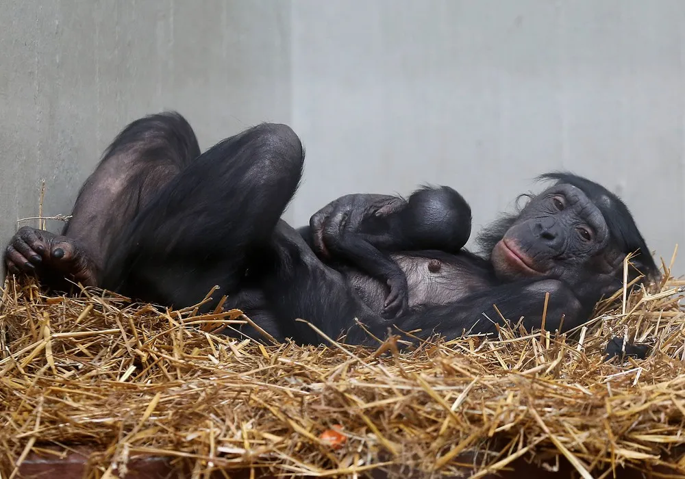 The Week in Pictures: Animals, February 22 – February 28, 2014