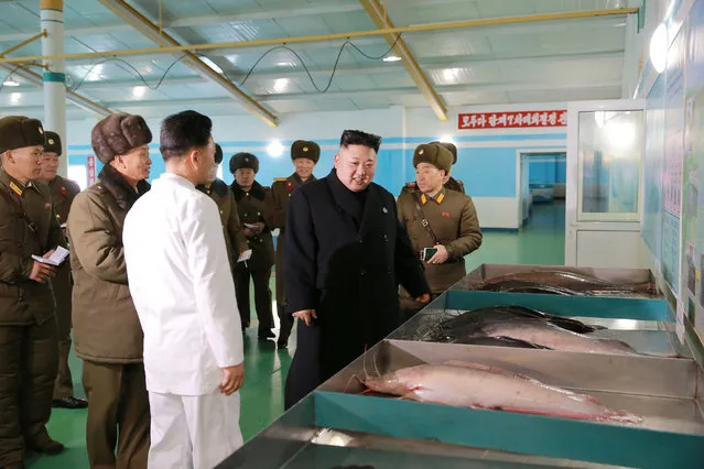 North Korean leader Kim Jong Un visits the Samchon Catfish Farm, in this undated photo released by North Korea's Korean Central News Agency (KCNA) in Pyongyang on February 21, 2017. (Photo by Reuters/KCNA)