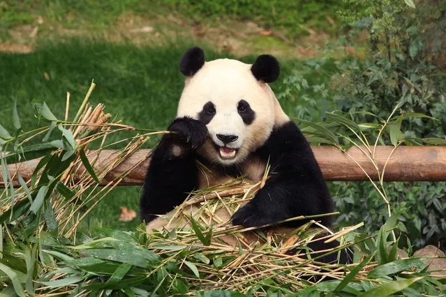Giant panda Fu Bao eats bamboo at Everland amusement park on March 03, 2024 in Yongin, South Korea. (Photo by Chung Sung-Jun/Pool via Reuters)