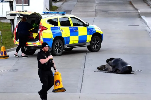 Police in Stanley, the Falklands capital, had to temporarily close a road after a pair of sea lions picked an awkward spot to get frisky on Sunday, December 5, 2021. (Photo by Genti Cena Photography/Triangle)