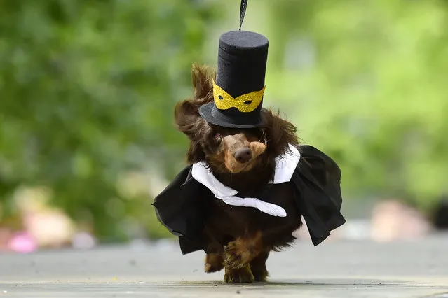 A dachshunds is dressed in an outfit as it is shown off during the eighth annual Dachshunds Parade in Saint Petersburg on May 25, 2019. (Photo by Olga Maltseva/AFP Photo)